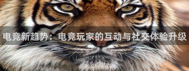 im电竞综合体